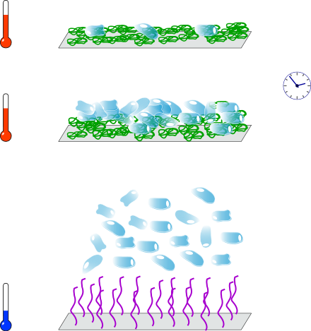 Quelques cellules sont déposées sur un tapis de PNIPAM chaud (température physiologique)
près un certain temps, les cellules se sont multipliéesn abaissant la température, le PNIPAM devient hydrophile et libère les cellules.